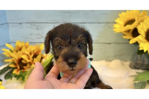 販売中の埼玉県のミックス犬-392529の12枚目