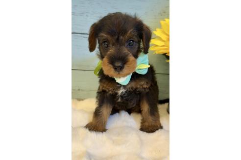 販売中の埼玉県のミックス犬-392529の10枚目