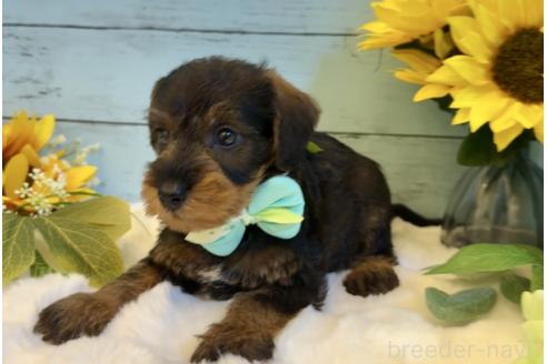 販売中の埼玉県のミックス犬-392529の6枚目