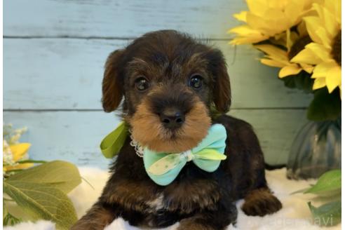 販売中の埼玉県のミックス犬-392529の5枚目