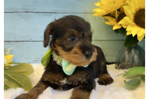 販売中の埼玉県のミックス犬-392529の4枚目