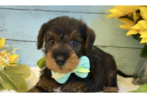 販売中の埼玉県のミックス犬-392529の3枚目