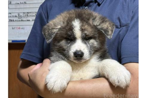 販売中の千葉県の秋田犬-391900
