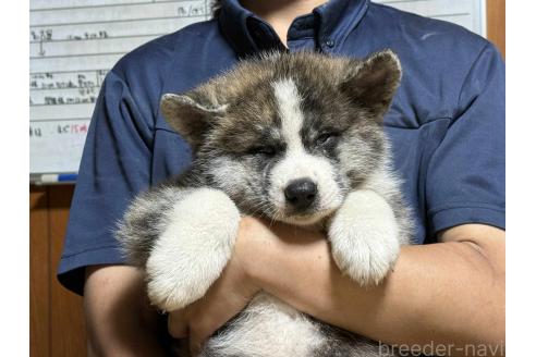 販売中の千葉県の秋田犬-391192