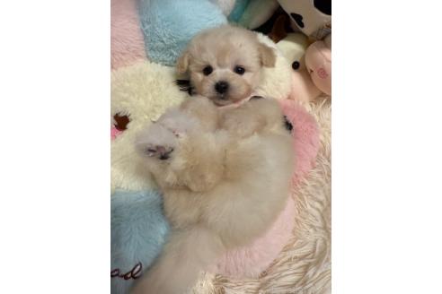 販売中の山形県のマルプー:マルチーズ×トイプードル-393195の4枚目