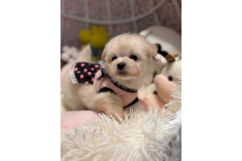 販売中の山形県のマルプー:マルチーズ×トイプードル-393195の2枚目
