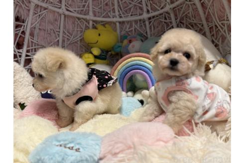 販売中の山形県のマルプー:マルチーズ×トイプードル-393199の4枚目