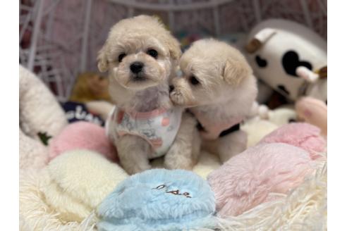 販売中の山形県のマルプー:マルチーズ×トイプードル-393199の3枚目