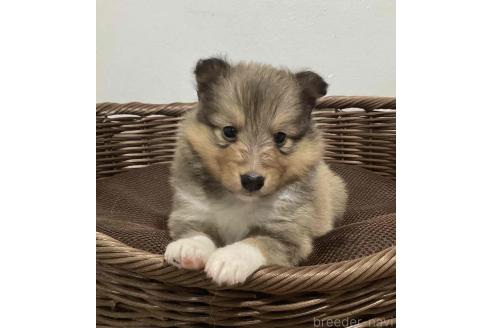 販売中の神奈川県のシェットランドシープドッグ(シェルティ)-391919の14枚目