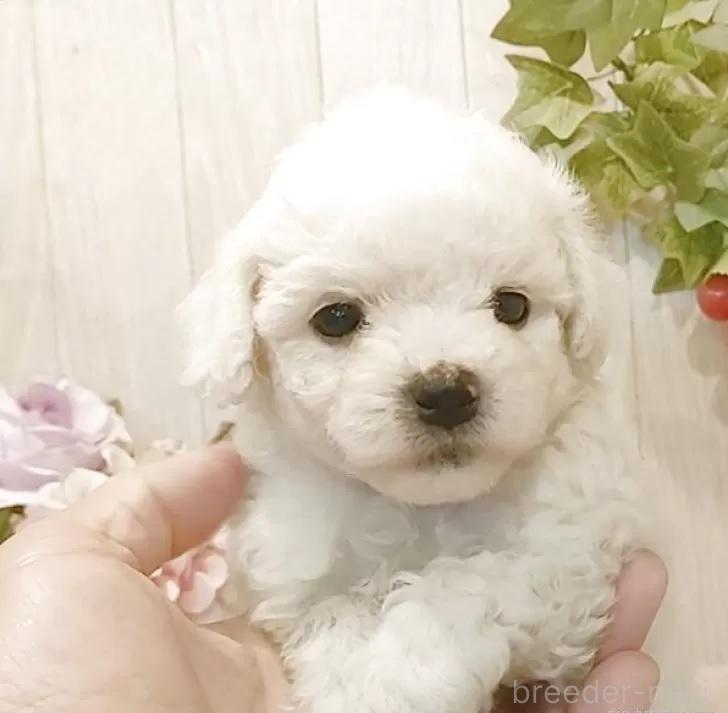 販売中の愛知県のビションフリーゼ-393210