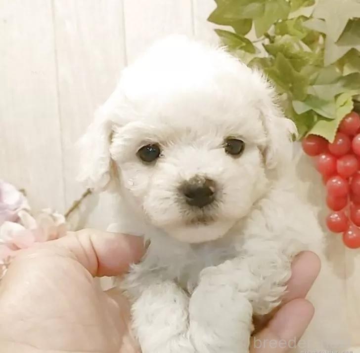 販売中の愛知県のビションフリーゼ-393210の8枚目