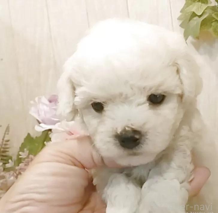 販売中の愛知県のビションフリーゼ-393210の4枚目