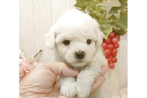 販売中の愛知県のビションフリーゼ-393210の3枚目