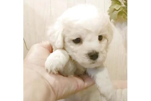 販売中の愛知県のビションフリーゼ-393212の6枚目