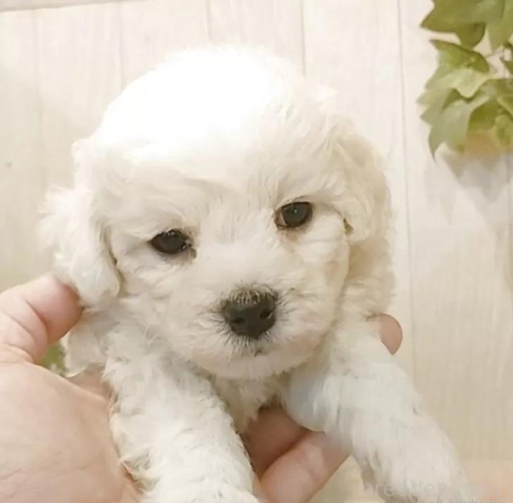 販売中の愛知県のビションフリーゼ-393212の3枚目