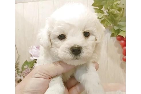 販売中の愛知県のビションフリーゼ-393212の2枚目