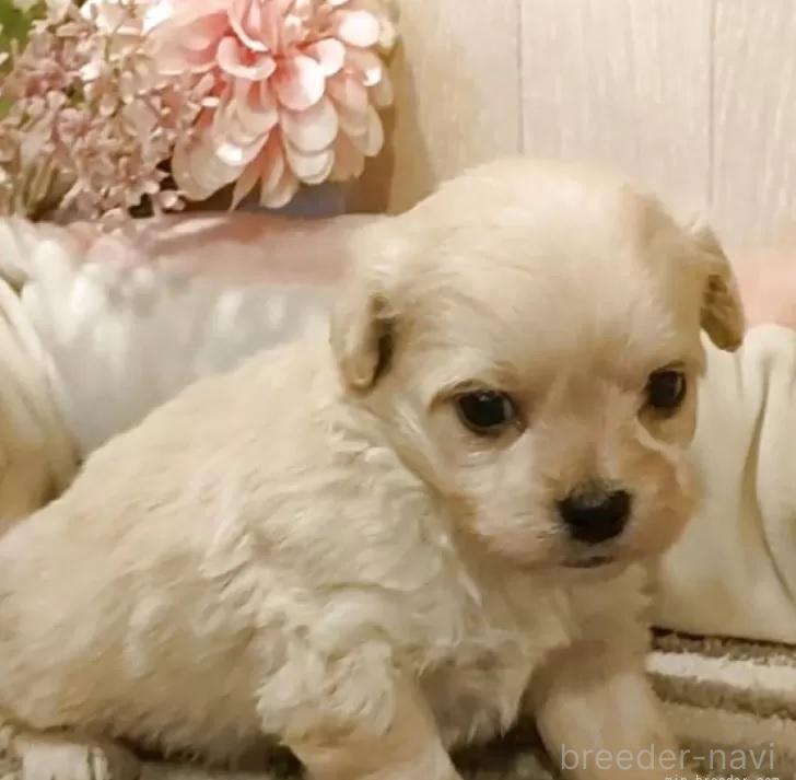 販売中の愛知県のミックス犬-393216の6枚目