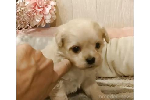 販売中の愛知県のミックス犬-393216の5枚目