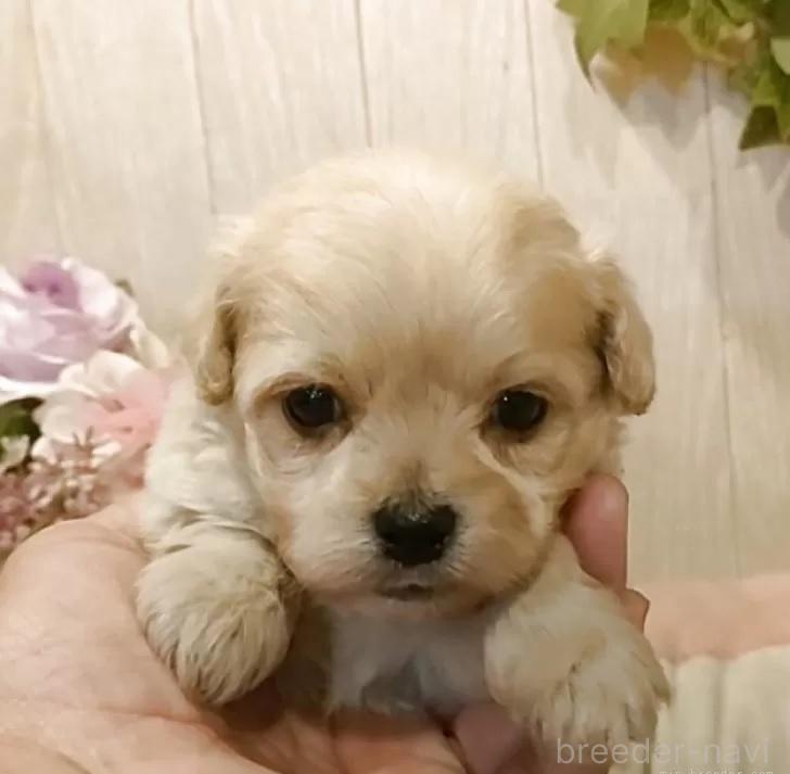 販売中の愛知県のミックス犬-393216の4枚目