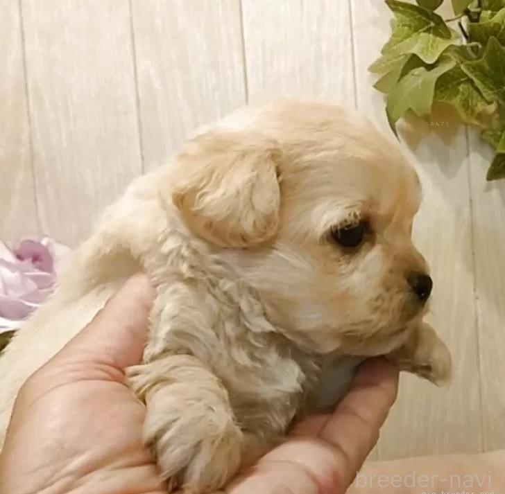 販売中の愛知県のミックス犬-393216の3枚目