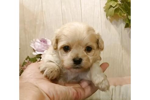 販売中の愛知県のミックス犬-393216の2枚目