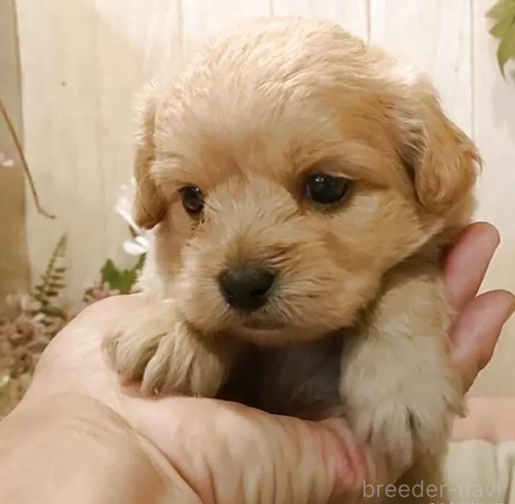 販売中の愛知県のミックス犬-393219の1枚目