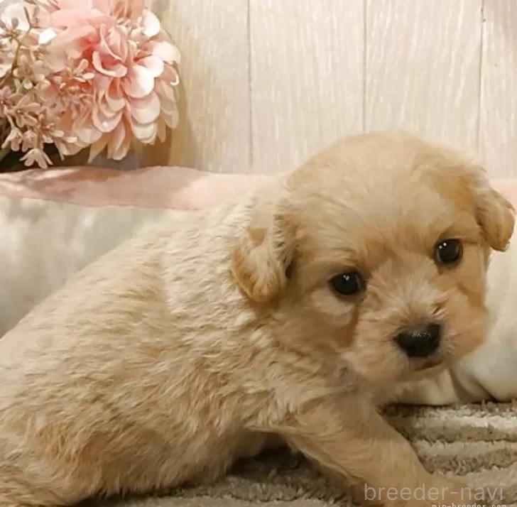 販売中の愛知県のミックス犬-393219の8枚目