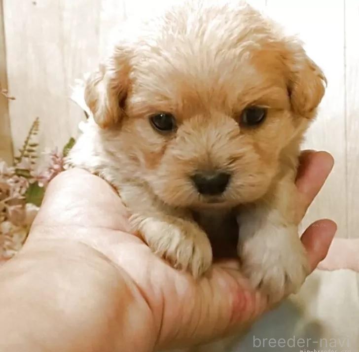 販売中の愛知県のミックス犬-393219の7枚目
