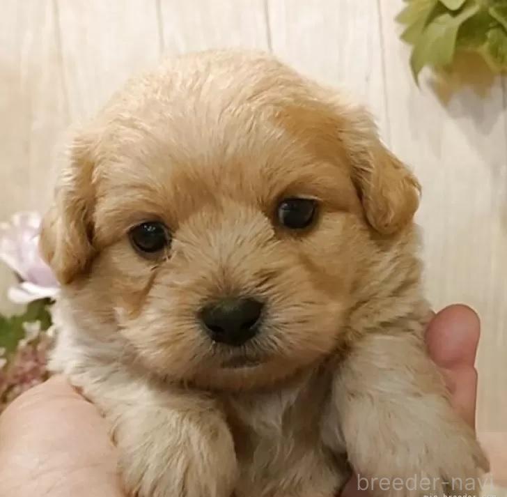 販売中の愛知県のミックス犬-393219の6枚目