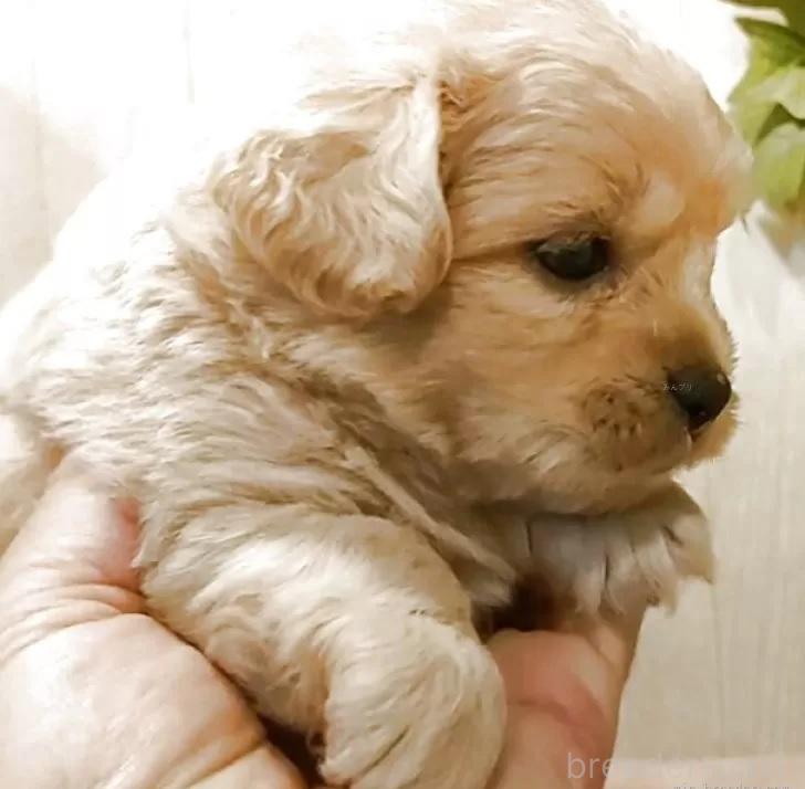 販売中の愛知県のミックス犬-393219の5枚目