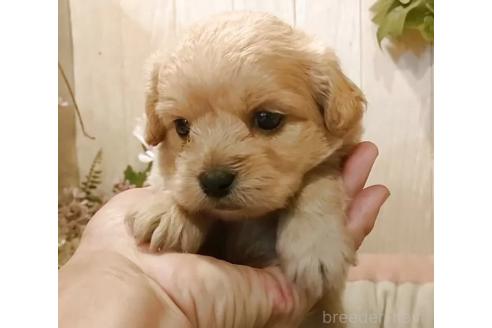 販売中の愛知県のミックス犬-393219の4枚目
