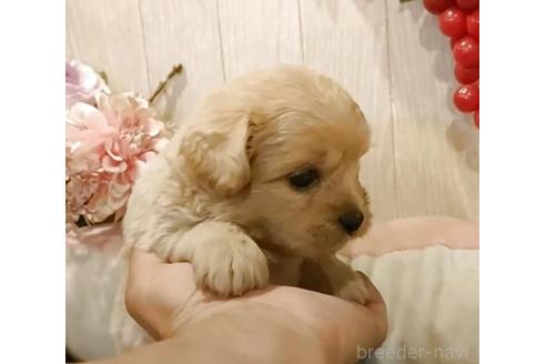 販売中の愛知県のミックス犬-393219の3枚目
