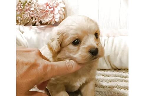 販売中の愛知県のミックス犬-393219の2枚目