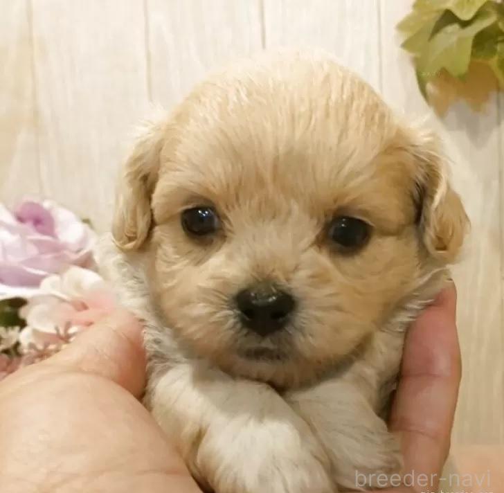 販売中の愛知県のミックス犬-393221の1枚目