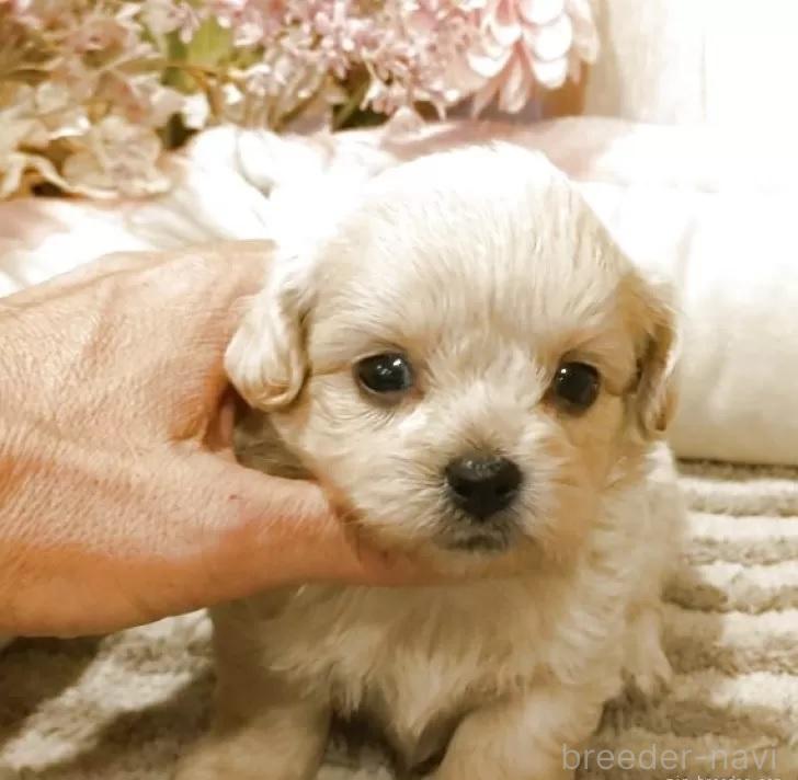 販売中の愛知県のミックス犬-393221の7枚目