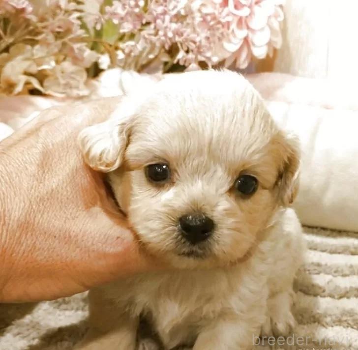 販売中の愛知県のミックス犬-393221の6枚目