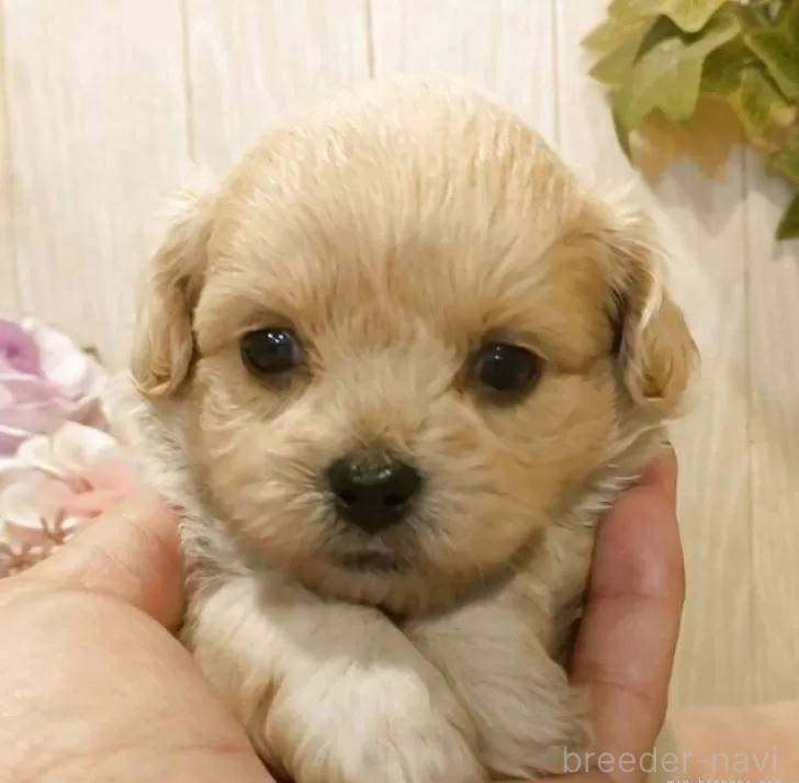 販売中の愛知県のミックス犬-393221の5枚目