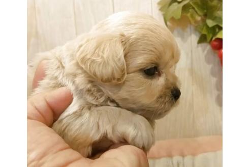 販売中の愛知県のミックス犬-393221の4枚目