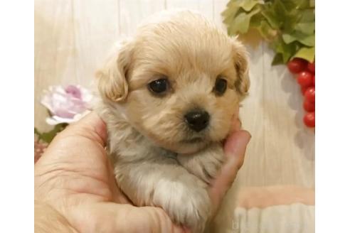 販売中の愛知県のミックス犬-393221の3枚目