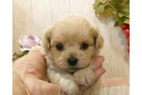 販売中の愛知県のミックス犬-393221の2枚目