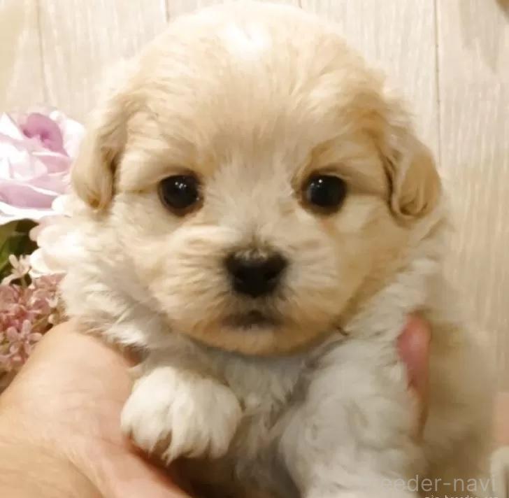 販売中の愛知県のミックス犬-393223の1枚目