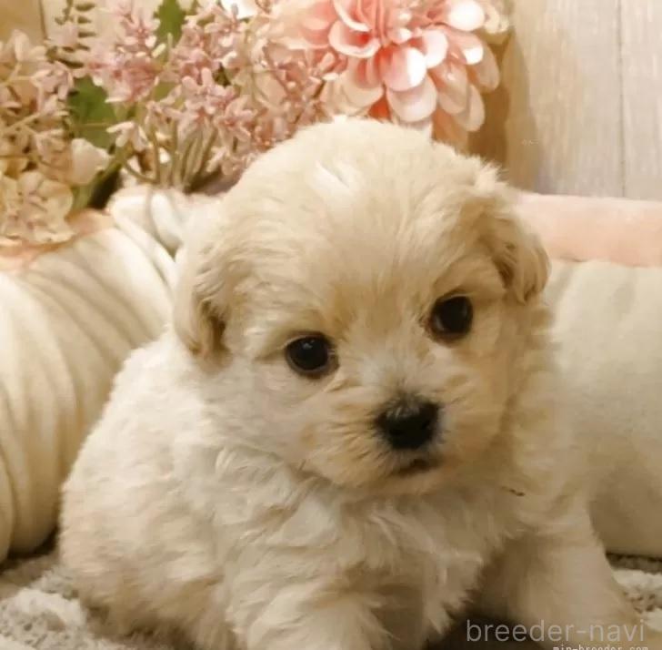 販売中の愛知県のミックス犬-393223の9枚目