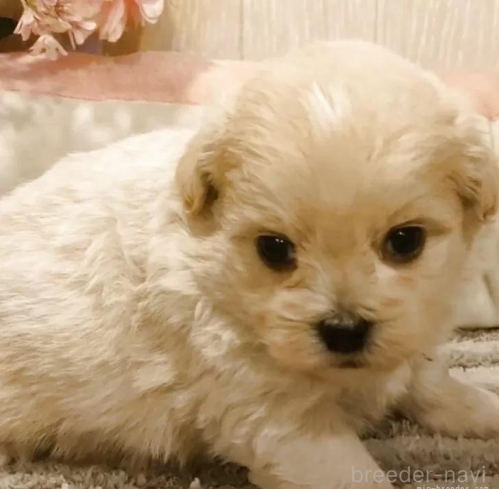 販売中の愛知県のミックス犬-393223の8枚目
