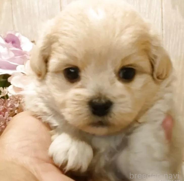 販売中の愛知県のミックス犬-393223の7枚目