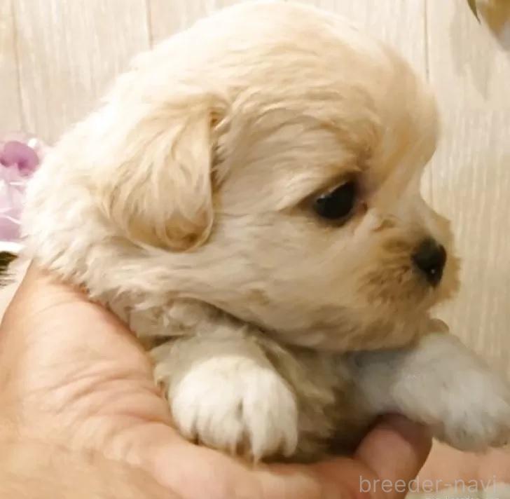 販売中の愛知県のミックス犬-393223の6枚目