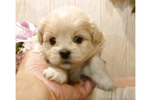 販売中の愛知県のミックス犬-393223の5枚目