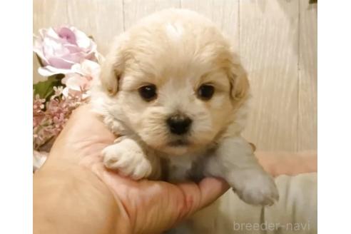 販売中の愛知県のミックス犬-393223の4枚目