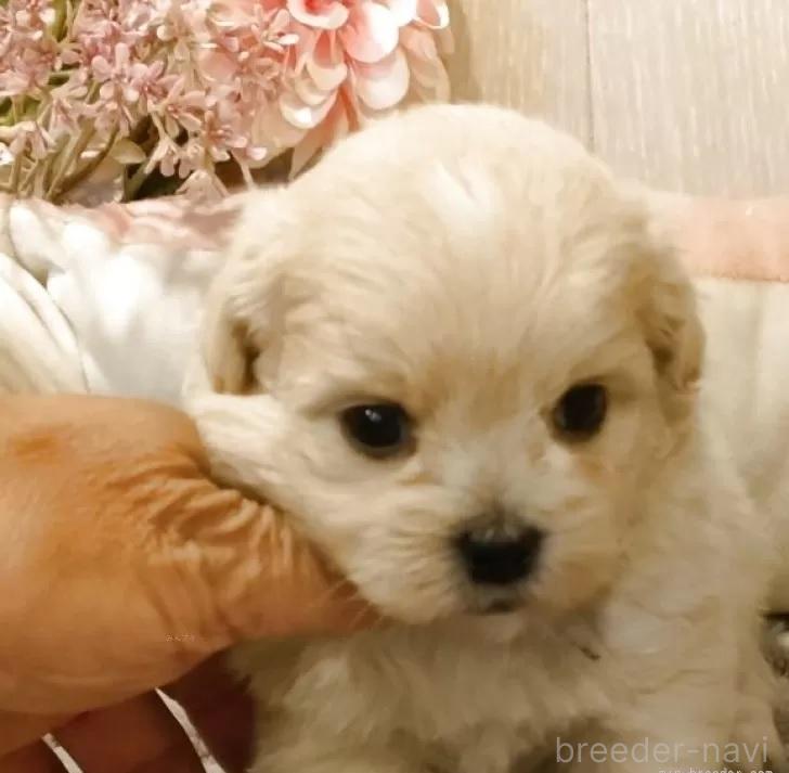 販売中の愛知県のミックス犬-393223の3枚目