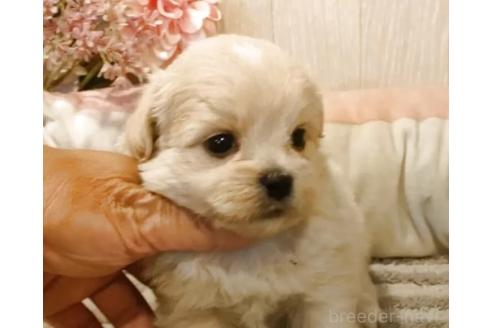 販売中の愛知県のミックス犬-393223の2枚目