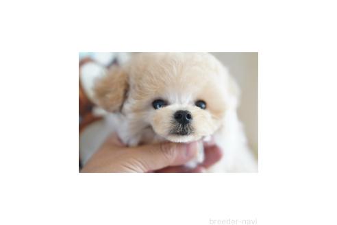 販売中の北海道のティーカッププードル-393224の5枚目
